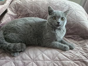 Britisch-Kurzhaar-Kitten Bild 2