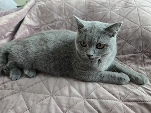Britisch-Kurzhaar-Kitten