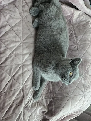 Britisch-Kurzhaar-Kitten