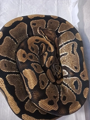0.1 Königspython Vanilla het Desert Ghost von Xclusive Snakes Tausch möglich