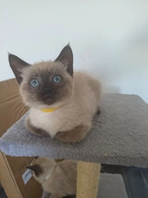 2 süße Siamkitten suchen ein Zuhause 