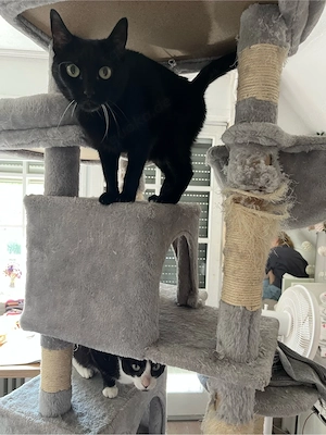 Geschwisterkatzen suchen liebevolles zuhause Bild 5