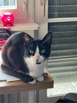 Geschwisterkatzen suchen liebevolles zuhause Bild 3