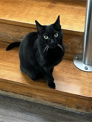 Geschwisterkatzen suchen liebevolles zuhause Bild 4