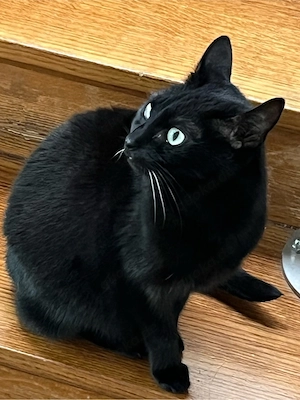 Geschwisterkatzen suchen liebevolles zuhause Bild 2