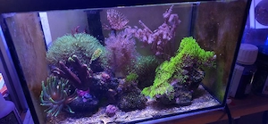 Meerwasseraquarium KOMPLETT