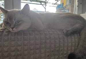 BKH Mädel 1x Silverschadet mit Blauen Augen 
