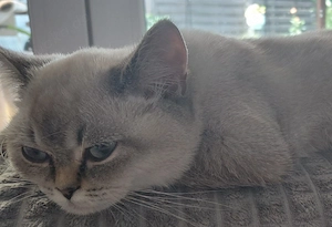 BKH Mädel, Silverschadet mit Blauen Augen! Bild 2