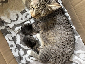 Babykatze Kitten Katze Kater 