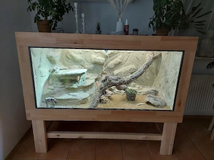 Bartagame und Terrarium 