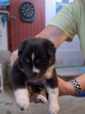 Husky Australien Shepard Mix 