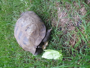 Griechische Landschildkröte