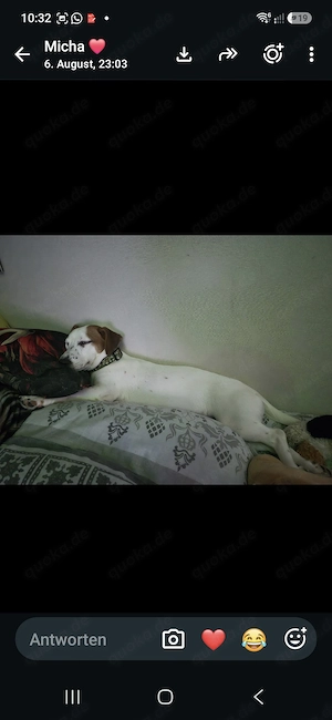 Jack Russell Mädchen 