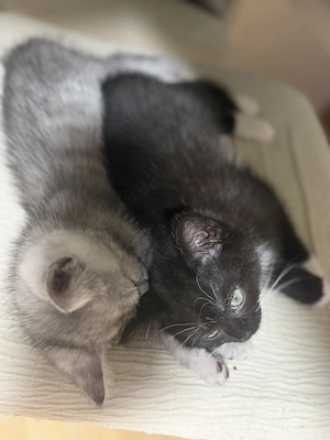 BKH kitten Mix 9 Wochenalt Bild 5