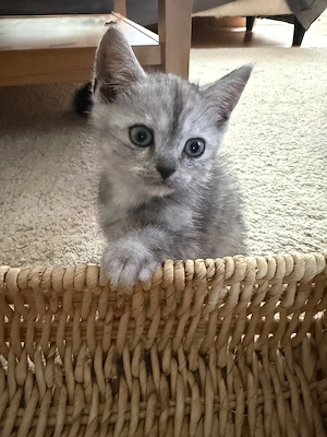 BKH kitten Mix 9 Wochenalt Bild 1