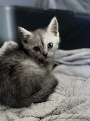 BKH kitten Mix 9 Wochenalt Bild 3