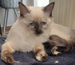 Ragdoll Kitten Reinrassige 
