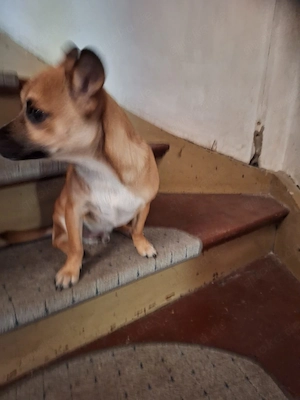 Hundewelpe (Rüde) in gute Hände abzugeben