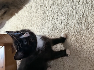 BKH kitten Mix 9 Wochenalt Bild 7