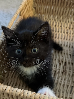 BKH kitten Mix 9 Wochenalt Bild 6