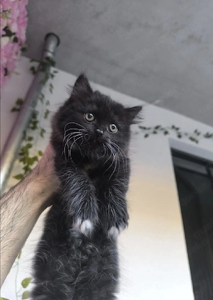 Katzenbabys 