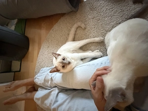 Wunderschönes Siam-Geschwisterpaar Lilac-Point (kastriert & geimpft) sucht Zuhause   inkl. Komplett- Bild 4
