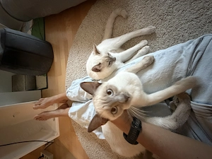 Wunderschönes Siam-Geschwisterpaar Lilac-Point (kastriert & geimpft) sucht Zuhause   inkl. Komplett- Bild 5