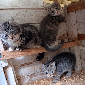 Katzen zu verkaufen 