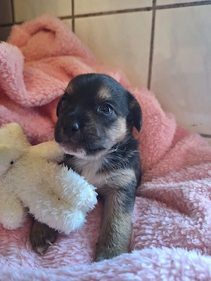 Hundewelpen in gute Hände abzugeben