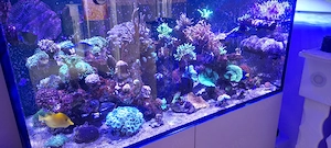 Red Sea Reefer XL 425 Meerwasseraquarium 