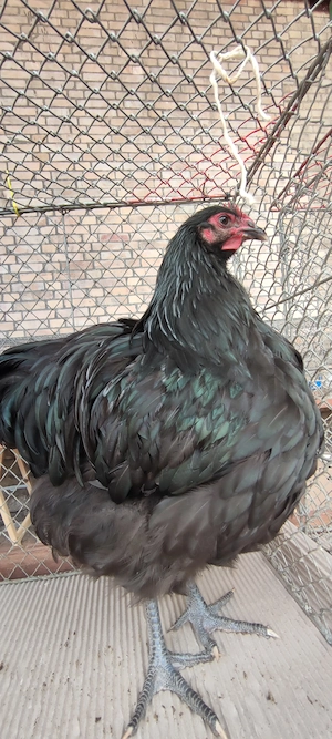 Große Orpington schwarz 