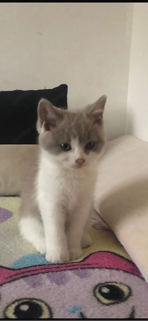 katzenbaby