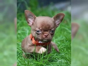 Zauberhafte Chihuahuawelpen in Kurzhaar suchen Zuhause (2 Hündin+Rüden) )