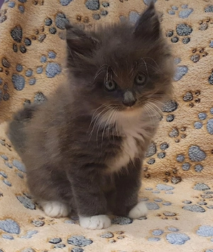 Drei kleine reinrassige Maine Coon Herzen suchen ihren Lieblingsmenschen Bild 7