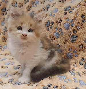Drei kleine reinrassige Maine Coon Herzen suchen ihren Lieblingsmenschen Bild 3