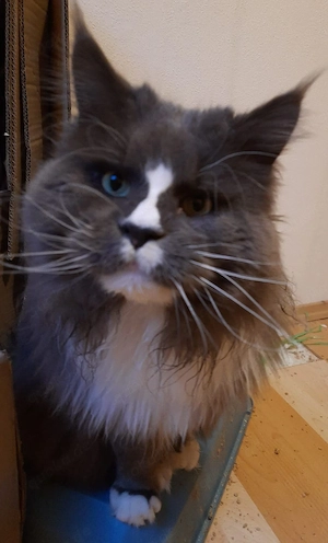 Drei kleine reinrassige Maine Coon Herzen suchen ihren Lieblingsmenschen Bild 9