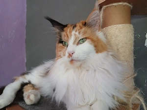Drei kleine reinrassige Maine Coon Herzen suchen ihren Lieblingsmenschen Bild 8