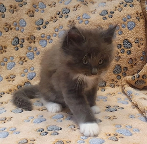 Drei kleine reinrassige Maine Coon Herzen suchen ihren Lieblingsmenschen Bild 6