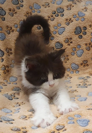 Drei kleine reinrassige Maine Coon Herzen suchen ihren Lieblingsmenschen Bild 4