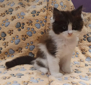 Drei kleine reinrassige Maine Coon Herzen suchen ihren Lieblingsmenschen Bild 5