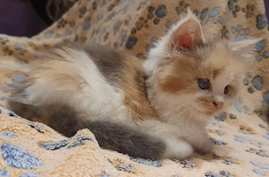 Drei kleine reinrassige Maine Coon Herzen suchen ihren Lieblingsmenschen Bild 2