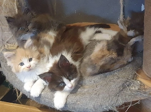 Drei kleine reinrassige Maine Coon Herzen suchen ihren Lieblingsmenschen