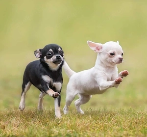  Chihuahua-Welpe gesucht   liebevolles Zuhause wartet 