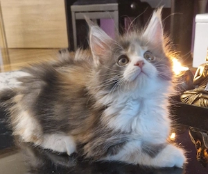 Wunderschöne reinrassiges Maine Coon Kitten XXL 