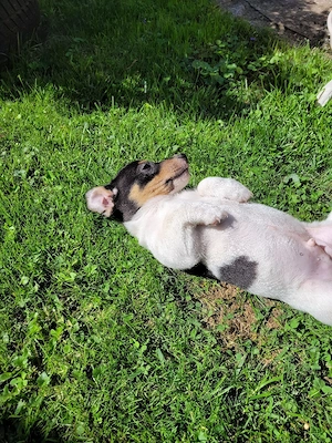 Jack russell terrier Welpe Rüde 