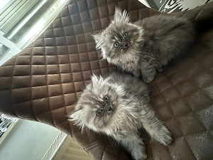 Britisch langhaar kitten 