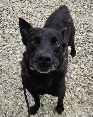 Dante, lieber und leinenführiger Schäferhund Mix braucht endlich ein Zuhause