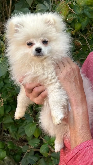 Hübsche Pomeranian Zwergspitz Lady