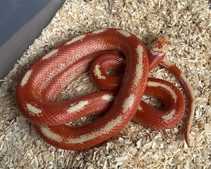 Lampropeltis Polyzona Nelsoni 1.2 Lemon Albino aberrant