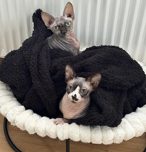 2xSphynx kastriert, gechipt, geimpft 
